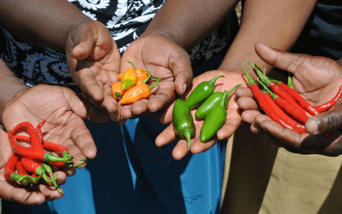 Sandisiwe Dlamini und das Geschäft mit den Chilis