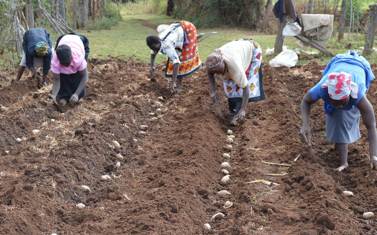STRONG TUBERS: SUPPORTING POTATOE FARMERS