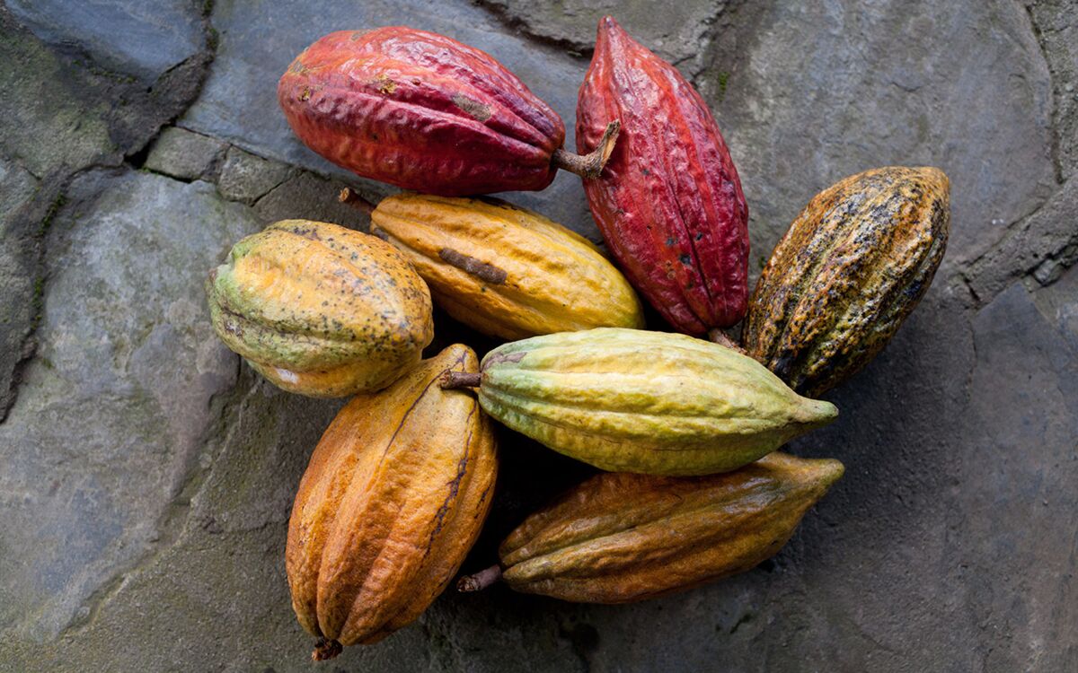 Bitter fruit